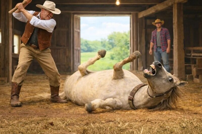 The weakest mare suffered every day… until a man decided to act.