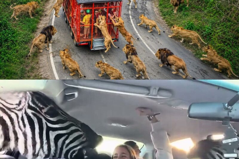 90 Safari Trips Went Horribly Wrong !