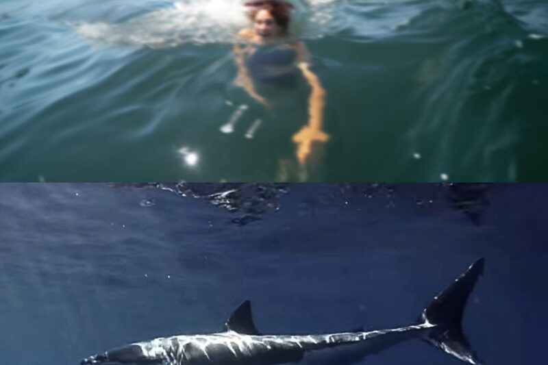 This Shark Devoured A Girl Peeing In The Ocean!