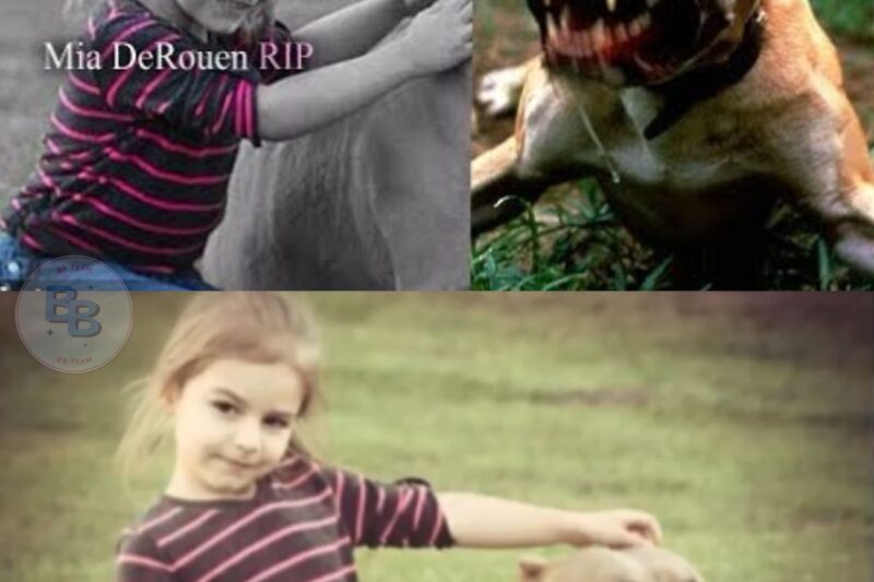 Dangerous Dog Attack Interview: Huge Pitbull attacks and Kills 3 year old girl