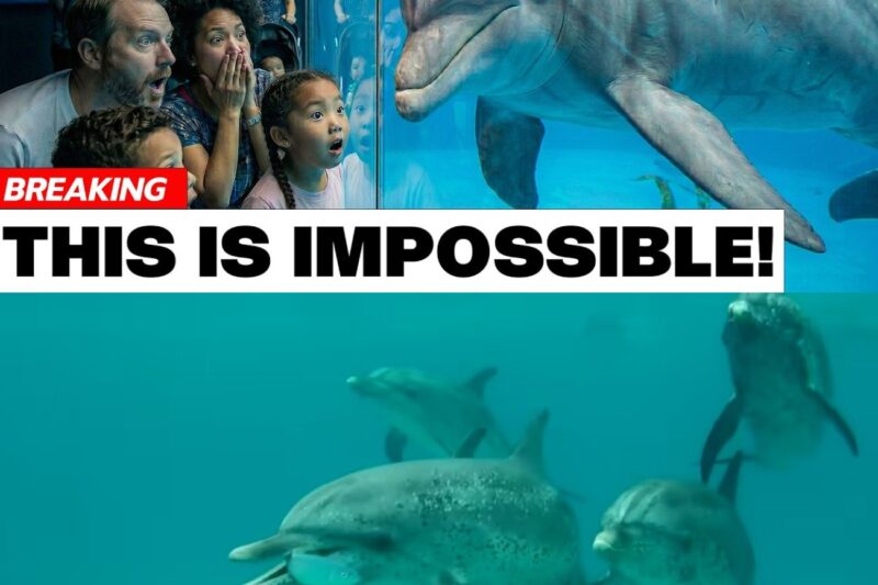 AI Just Translated What Dolphin Are REALLY Saying — Marine Biologists Are Speechless